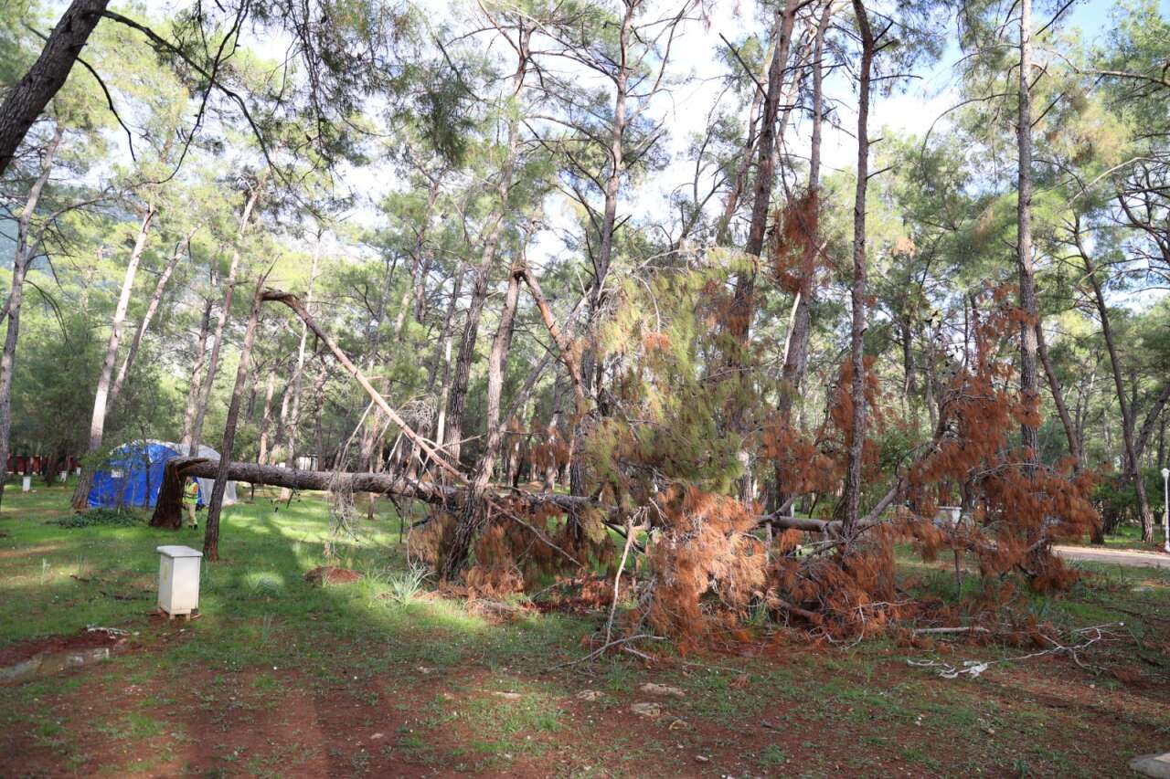 Akyaka Orman Kampı’nda 41 Ağaç Kesilecek: Orman Bölge Müdürlüğü’nden Açıklama 3